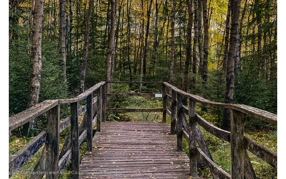 Holzsteg an der Ederquelle am Rothaarsteig