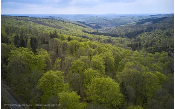 Aussicht über grüne Laubwälder am Rothaarsteig